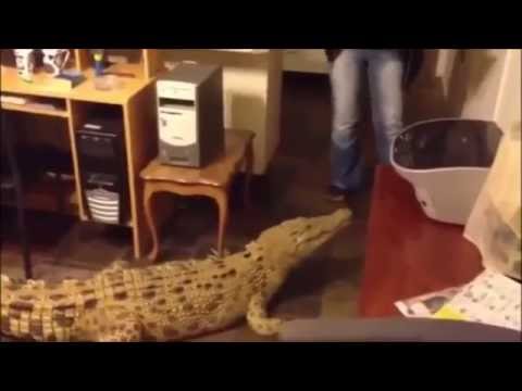 Feeding a large crocodile in the kitchen