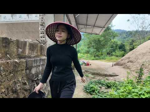 Early Morning Feeding Chickens in the Countryside