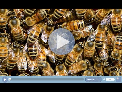 Don't Steal My Honey