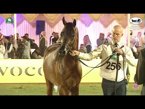 N 256 AMIR AL REEH   King Abdulaziz Arabian Horse Center Show 2021   Stallions 4 6 Years Old Class 1