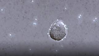 Newswise:Video Embedded sperm-switch-swimming-patterns-to-locate-egg