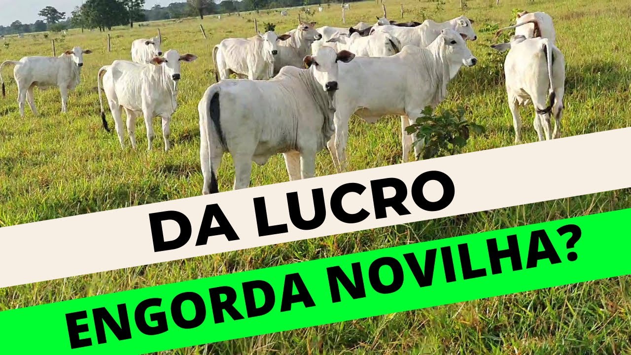 Quanto Custa Recriar e Engordar uma novilha?