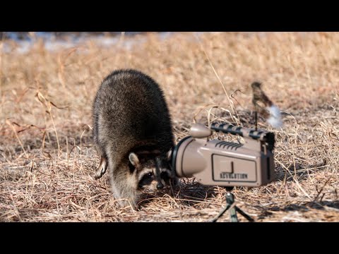 Raccoon Ruckus in Kansas | The Last Stand S2:E2