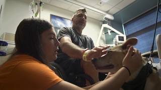 NICAP Pet Therapy Program