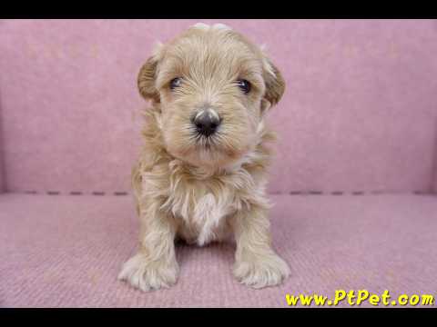 02/20馬爾泰迪公幼犬