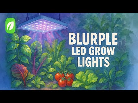 What is a Blurple Grow Light? Usage and Advantages