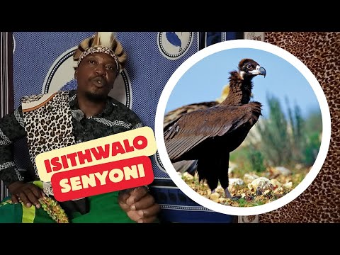Isithwalo Senyoni - Dr SG