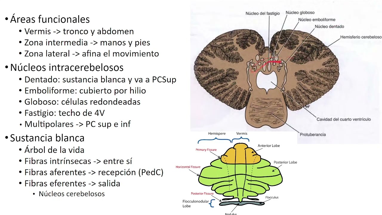 Neuroanatomía 6: cerebelo y sus conexiones