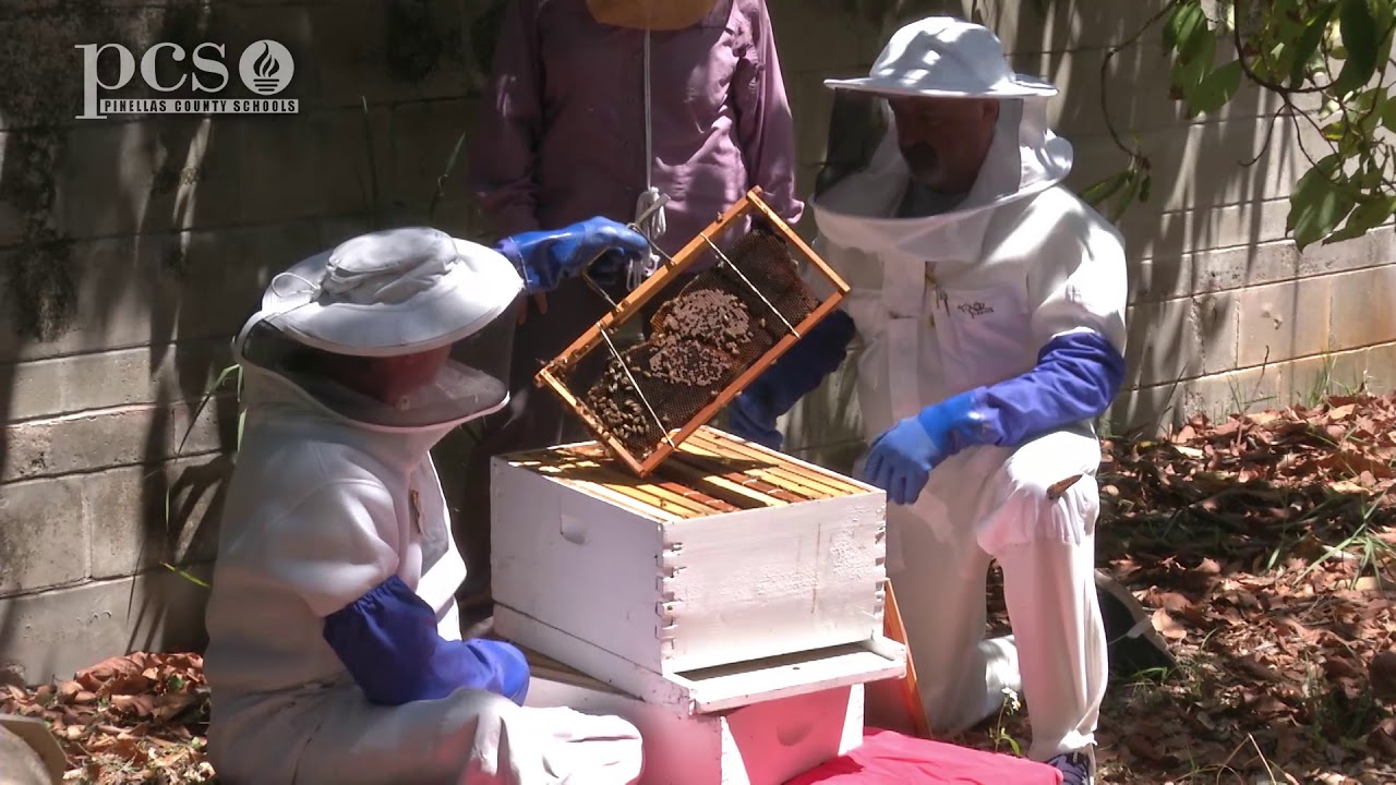 Examining an active Bee Hive and Learning about the Bee Colony on Life Science at a Social Distance