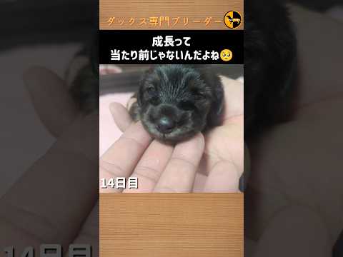 なぜ鶏にタイムを与えるのか 駆虫する方法 自然な抗生物質の注入