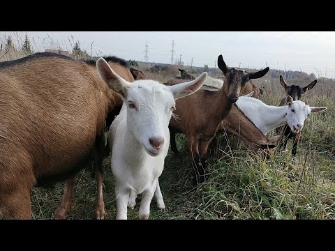 Белые выделения у козы