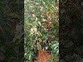 Bangla Gadi Bollywood Song