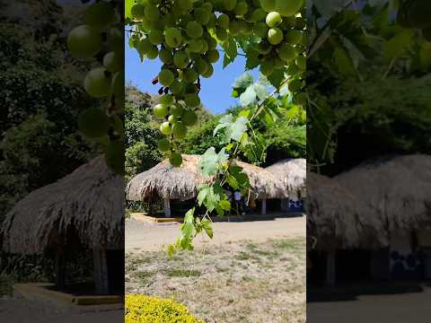 Parque la Uva y Grajales | Camina conmigo por La Unión, Valle del Cauca 🍇🌿
