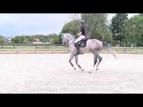 Kapitol, dressage video, Le Coultre de Muze x Radco d'Houtveld, gelding, °2016, BHT