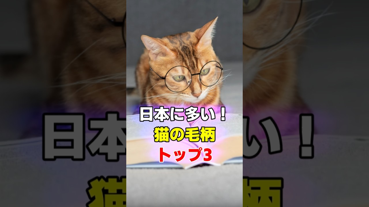 日本の猫柄ランキング！日本に多い猫の毛色の特徴や性格　#猫の模様 #猫 #ねこ