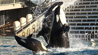 Amaya's 1st birthday celebration during Killer Whales: Up Close 12-2-15