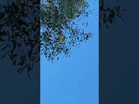 UFO! June 25th 2026 at Jaya Sanctuary VIC Australia. Filmed by Pete Slattery with his iPhone.