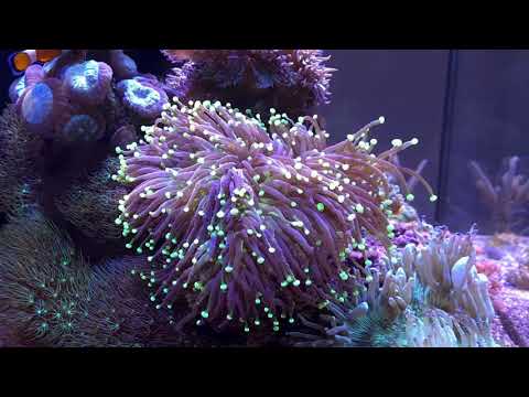 Riffaquaristik Meerwasser Red Sea Reefer 170 -》Update Aqua Medic Helix Max 2.0 UVC Klärer