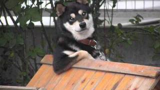 SCOTT  WALKER☆Doin'  The Jerk