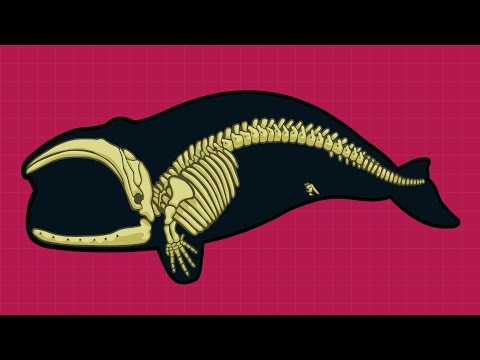 Qual é a Evidência para a Evolução? - 720p