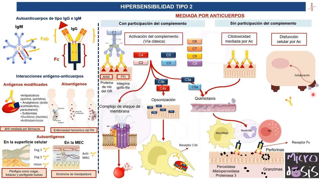 Fisiopatología General- Hipersensibilidad tipo II