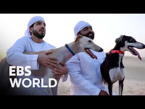 Saluki The Legendary Desert Dog Once Worshipped As A God #PICKDOCU