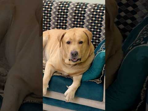 Galti krdi mene 🙂 | #shorts #dog #pets