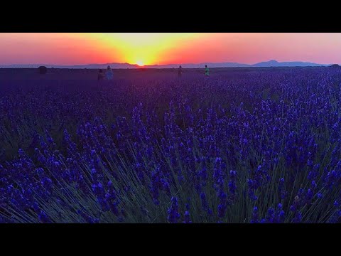 Lavender fields in Spain become a tourist magnet
