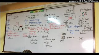 8) Dr. wael salah phlyctunular conjunctivitis