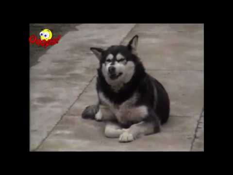 Funny Animals - Funny Talented Animals Caught on Tape