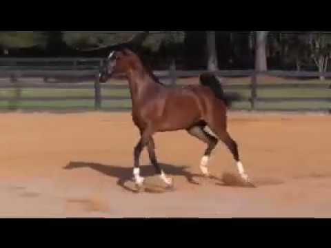 Regional halter and peformance champion for sale, Enzo daughter