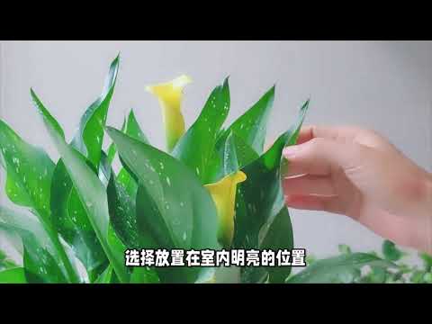 花卉大全