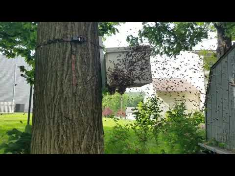Catching a Swarm in a Swarm Trap - June 3 2020