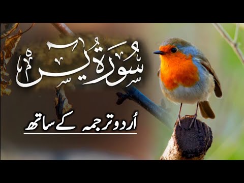 surah yashan with Urdu and English traction