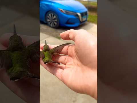 There was a HUMMINGBIRD trapped! #hummingbird #BirdyBirds #love #birds #save #beautiful  #rescue