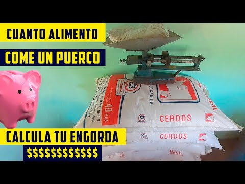 , title : 'Cuanto Alimento Come Un Cerdo Por Día Para Engordar'