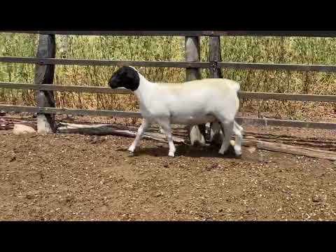 DORPER BURIA 8396 / SORTEIO ONLINE