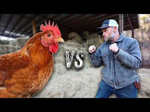 Homestead Showdown: Us vs. Chickens - Round 1