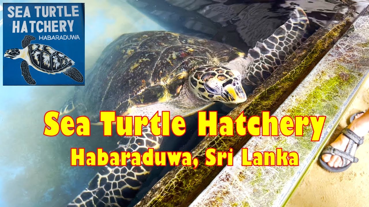 Catch a captivating glimpse of Sea Turtle Hatchery.