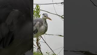 🇯🇵餌を食べるアオサギ #上野公園 #不忍池