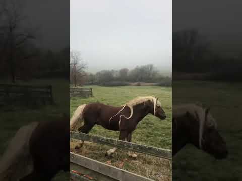 Haflinger Stoffl - Luber Haflinger