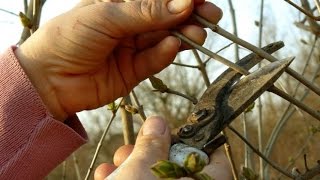 Черенки для прививки видео