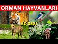Forest Animals And Animal Sounds 50 Wild Forest Animals Educational Video