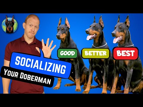 Build a Better Doberman! 5 Best Socialization Tips