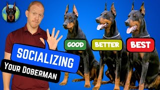 Build a Better Doberman! 5 Best Socialization Tips