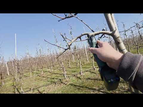 Zaczynam cięcie, co z galą brookfild? #10 komunikat sadowniczy z dnia 01.03.2026