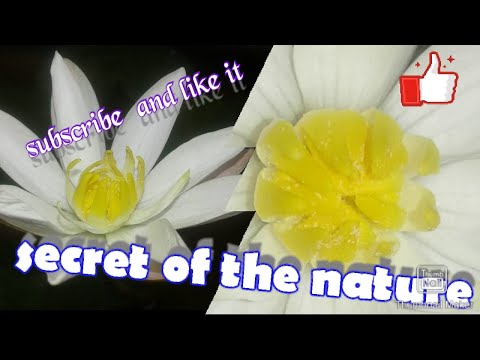 Secret of the Nature
