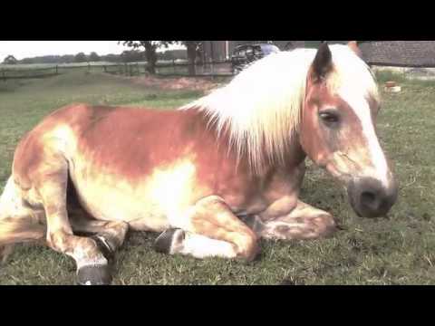 Tributes to all of them || Nessa