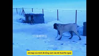 Chó chăn cừu kangal chiến đấu khốc liệt và đầy bản lĩnh với bầy sói iral để bảo vệ đàn cừu.#kangal