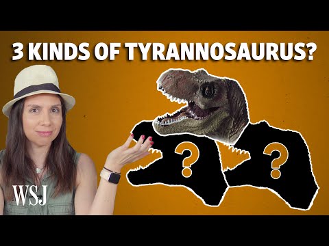 The Mighty T-Rex Could Actually Be Three Separate Dinosaur Species